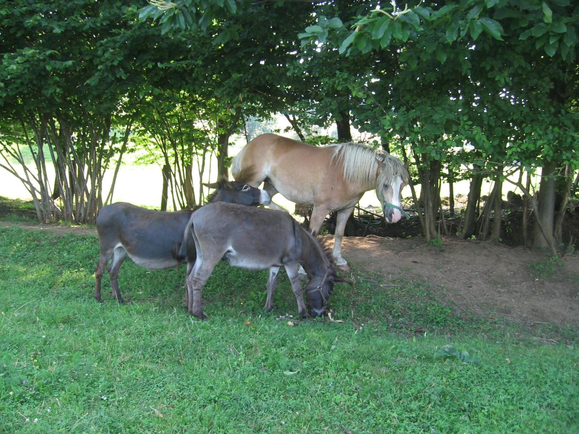 Tourist Farm Pri Martinovih Villa Krska Vas Exterior photo